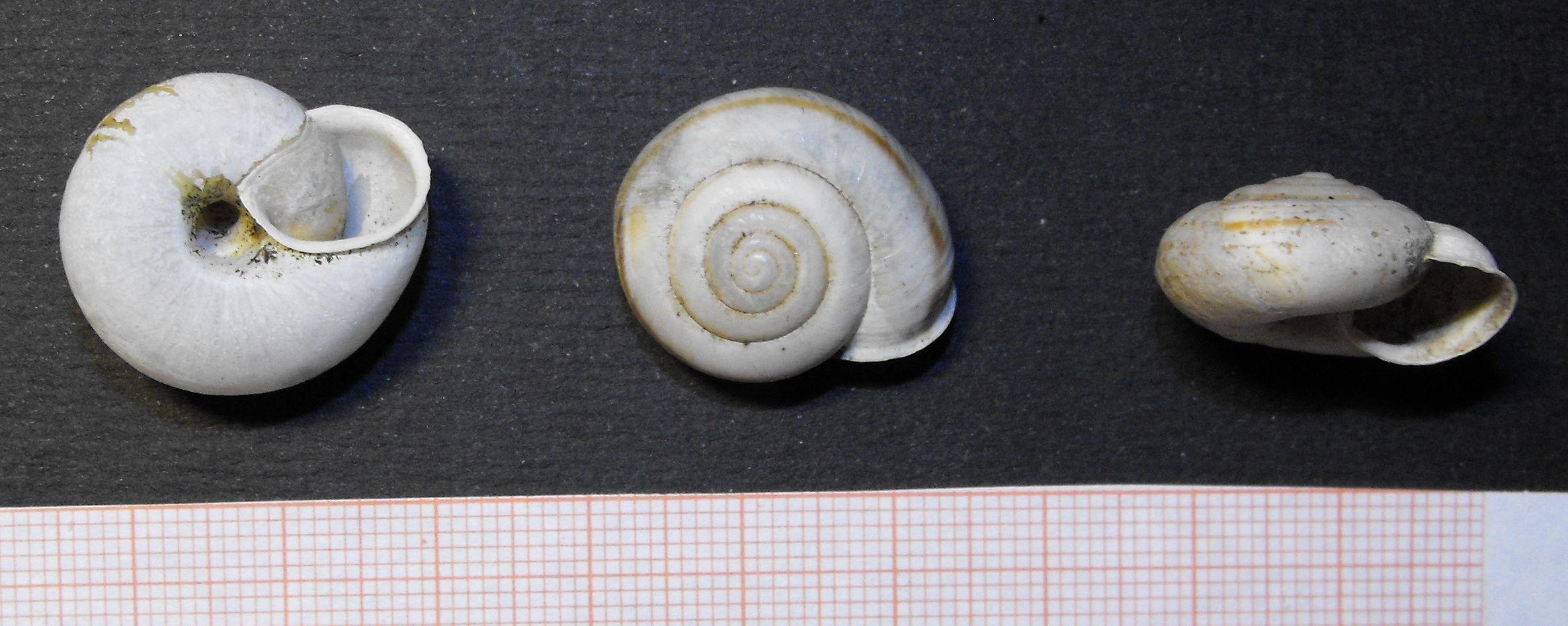 Chilostoma cingulatum liguricum (Kobelt 1856)